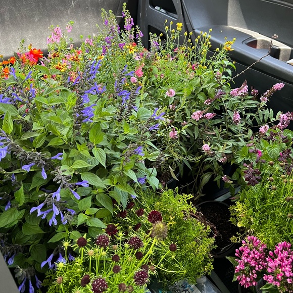 Thanks to Southern Horticulture - Picture 4 of 4